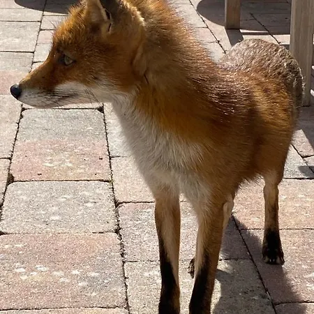 Lejlighed Playa Direct Aan Zee In IJmuiden