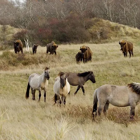 Playa Direct Aan Zee In IJmuiden