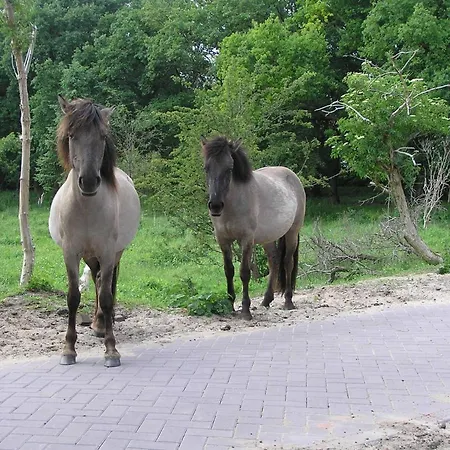 Playa Direct Aan Zee In Lejlighed
