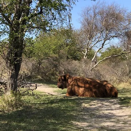 Playa Direct Aan Zee In * IJmuiden